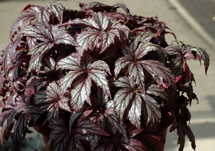 Rex Begonia - Begonia rex-cultorum 'Carribean Deams Savannah Bay' from Roots Garden Center Inc