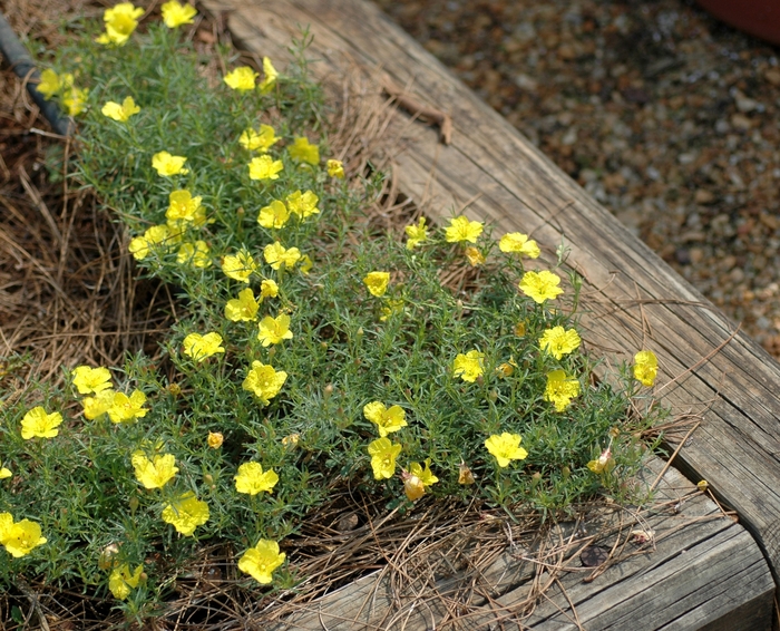 Texas Primrose - Calylophus drummondianus from Roots Garden Center Inc