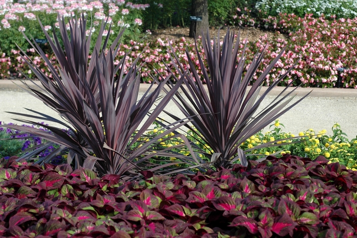 'Red Sensation' - Cordyline australis from Roots Garden Center Inc