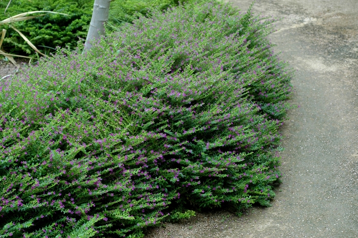False Heather - Cuphea hyssopifolia from Roots Garden Center Inc