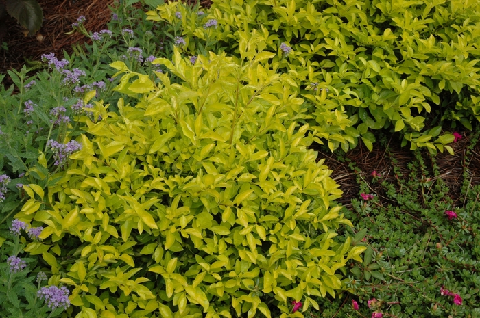 'Cuban Gold' Golden Dewdrop - Duranta erecta from Roots Garden Center Inc