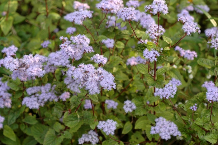 Hardy Ageratum - Conoclinium coelestinum from Roots Garden Center Inc