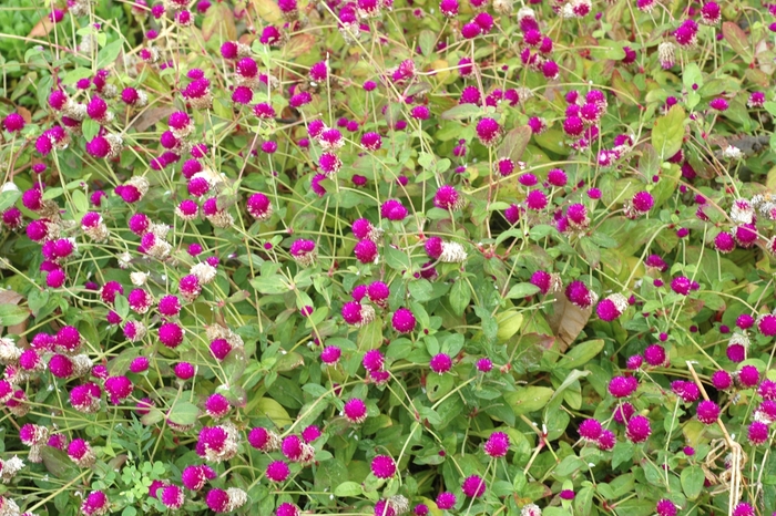 'Purple' Globe Amaranth - Gomphrena globosa from Roots Garden Center Inc