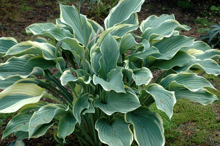 Hosta - Hosta 'Samurai' from Roots Garden Center Inc