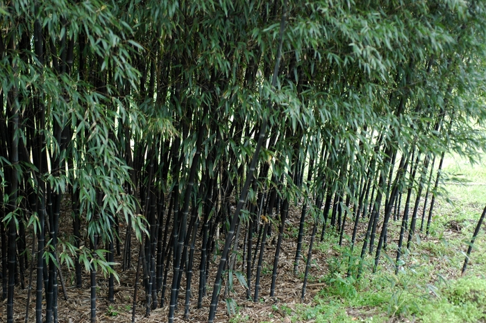 Bamboo - Phyllostachys nigra 'Daikokuchiku' from Roots Garden Center Inc