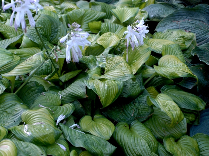 'Guacamole' Plantain Lily - Hosta from Roots Garden Center Inc