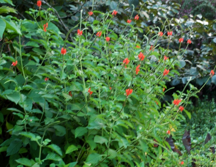 Porter Weed - Stachytarpheta jamaicensis from Roots Garden Center Inc