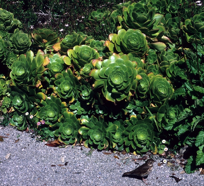 Aeonium - Aeonium spp. from Roots Garden Center Inc