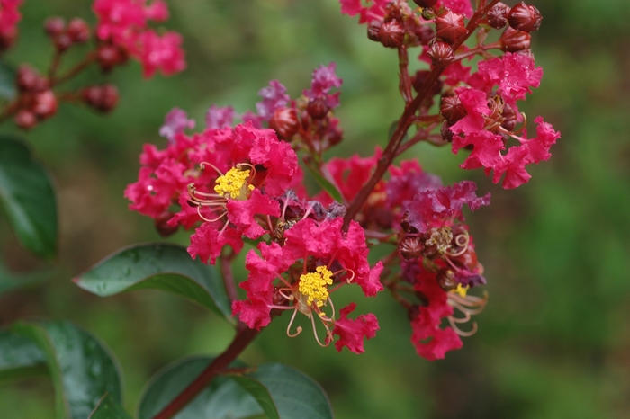 ''Dynamite'' Dynamite Crapemyrtle - Lagerstroemia indica from Roots Garden Center Inc