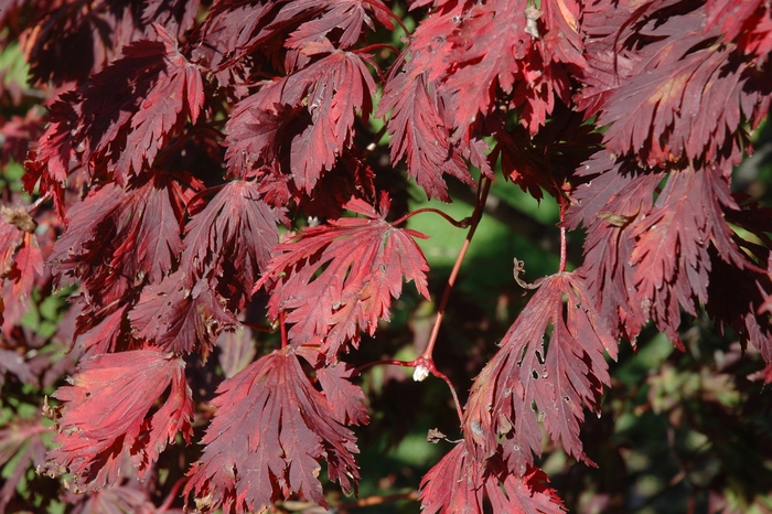 Full Moon Maple - Acer japonicum from Roots Garden Center Inc