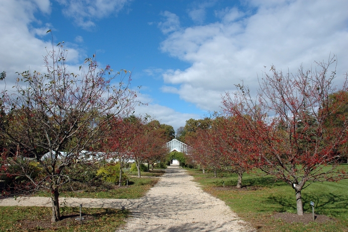 Crabapple - Malus from Roots Garden Center Inc