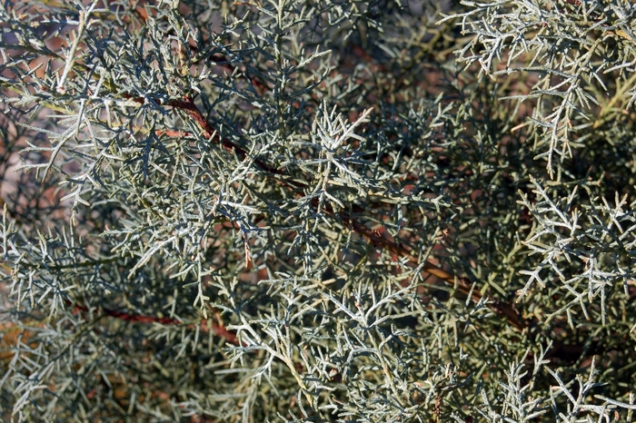 'Blue Ice' Blue Ice Cypress - Cupressus arizonica from Roots Garden Center Inc