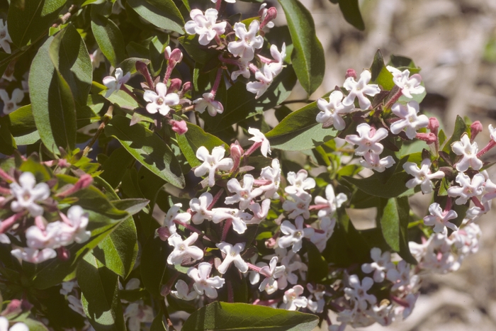 Glossy Abelia - Abelia mosanensis from Roots Garden Center Inc