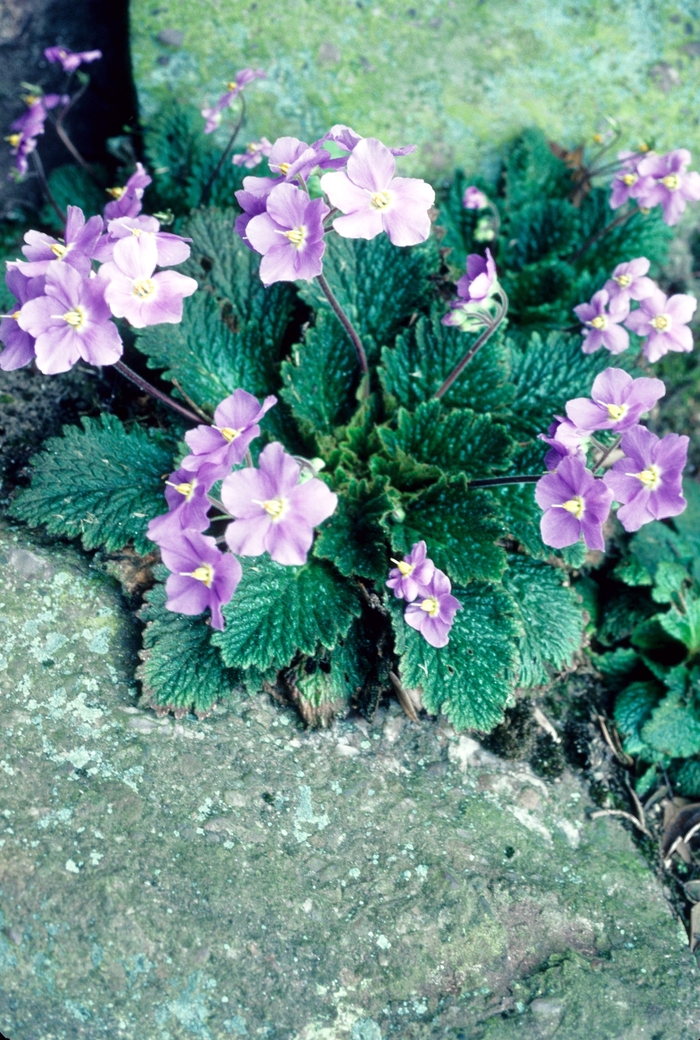 Ramonda - Ramonda myconi from Roots Garden Center Inc