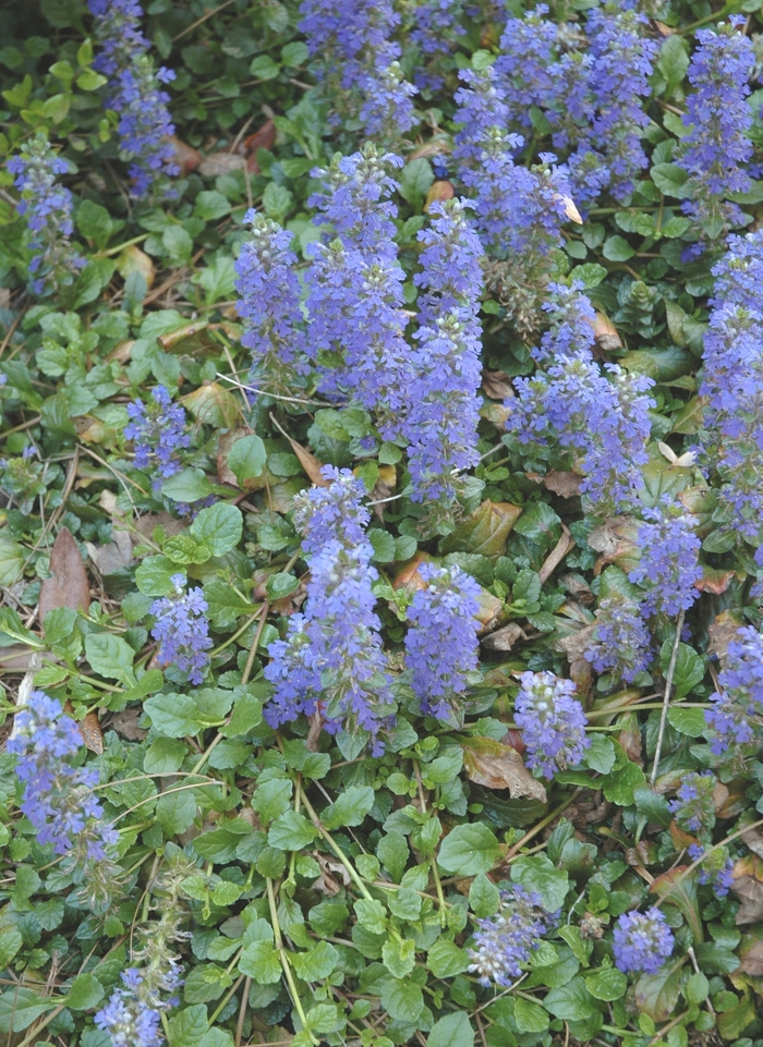Common Bugleweed - Ajuga reptans from Roots Garden Center Inc