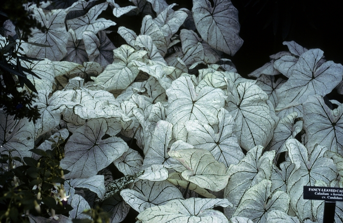 Candidum Angel Wings - Caladium bicolor 'Candidum' from Roots Garden Center Inc