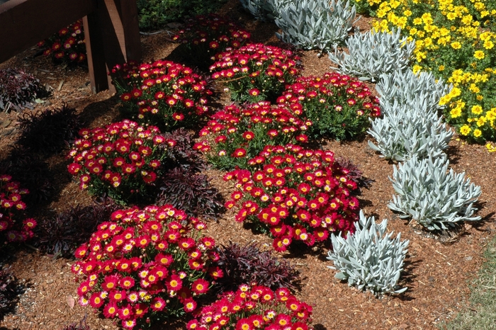 Marguerite Daisy - Argyranthemum hybrid 'Meteor Red' from Roots Garden Center Inc