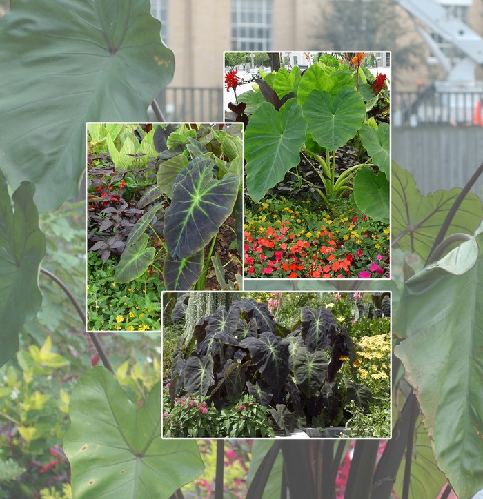 Assorted Elephant's Ear - Colocasia from Roots Garden Center Inc