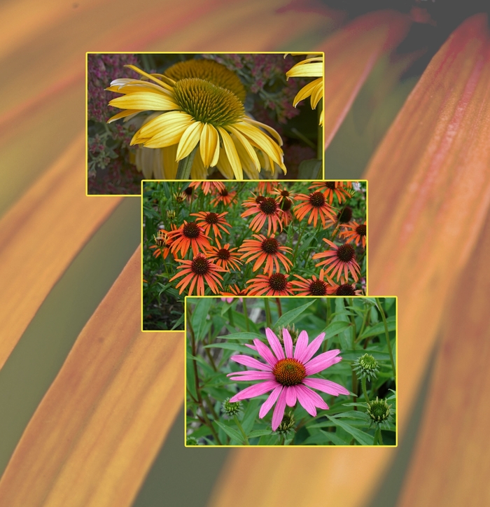 'Multiple Varieties' Coneflower - Echinacea from Roots Garden Center Inc