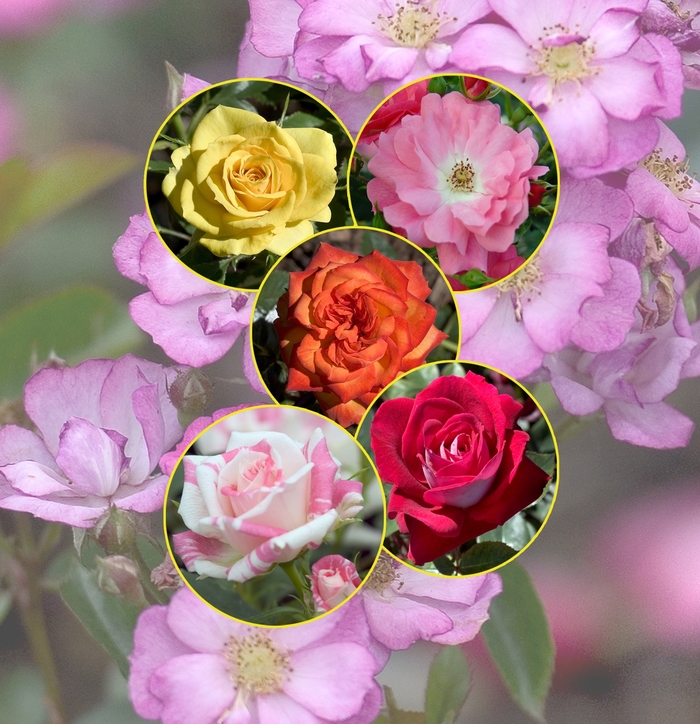Rose - Multiple Varieties from Roots Garden Center Inc