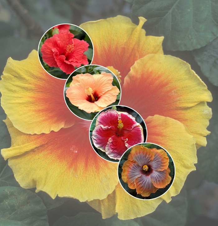 'Multiple Varieties' Assorted Tropical Hibiscus - Hibiscus from Roots Garden Center Inc