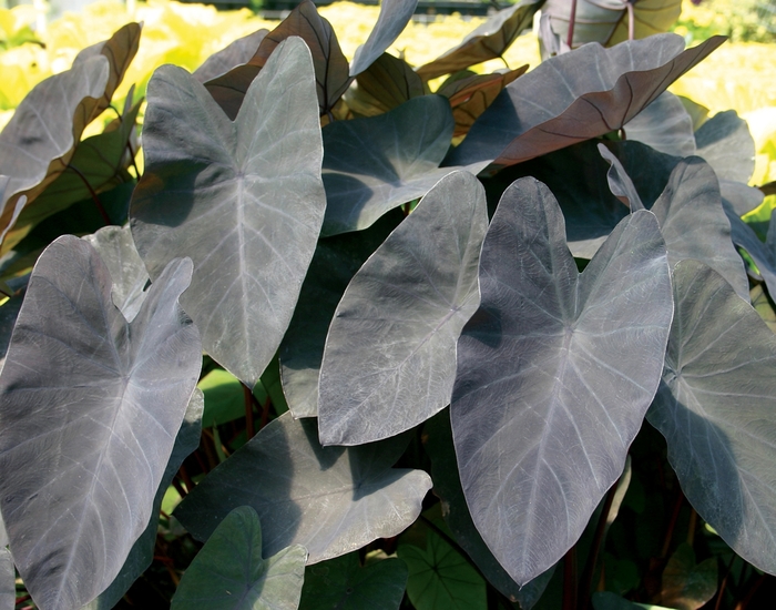 'Black Magic' Elephant Ear - Colocasia esculenta from Roots Garden Center Inc