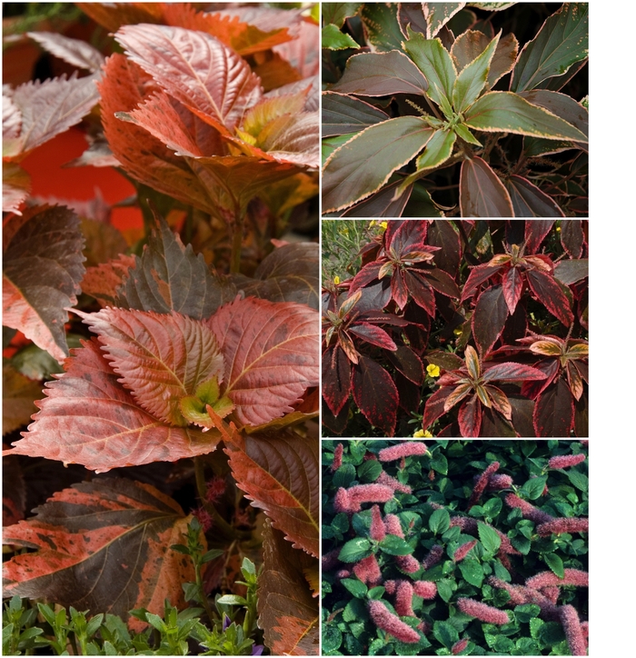 Acalypha - Multiple Varieties from Roots Garden Center Inc