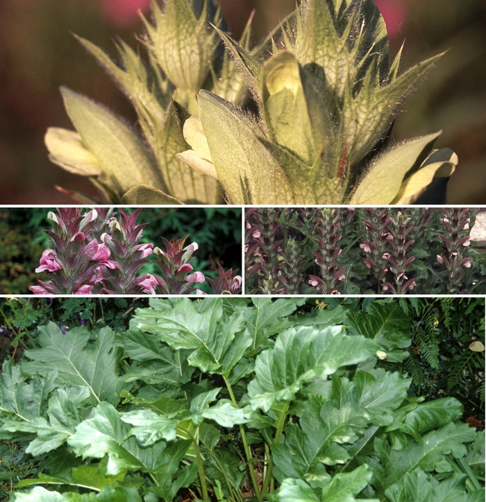 Acanthus - Multiple Varieties from Roots Garden Center Inc