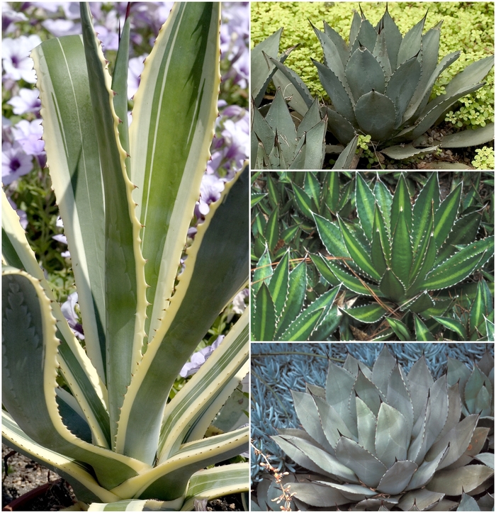 Multiple Varieties - Agave from Roots Garden Center Inc