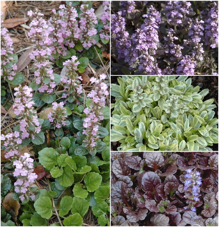 Multiple Varieties - Ajuga from Roots Garden Center Inc