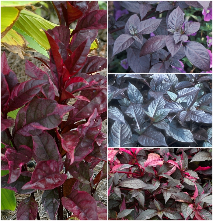 Assorted - Alternanthera from Roots Garden Center Inc