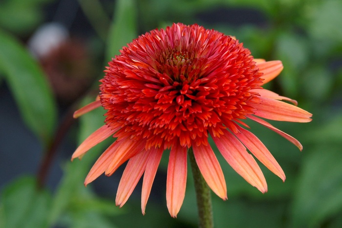 Coral Reef Coneflower - Echinacea 'Coral Reef' from Roots Garden Center Inc