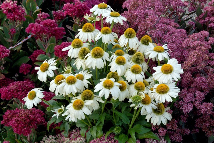 'Heavenly Dream' - Echinacea (Coneflower) from Roots Garden Center Inc