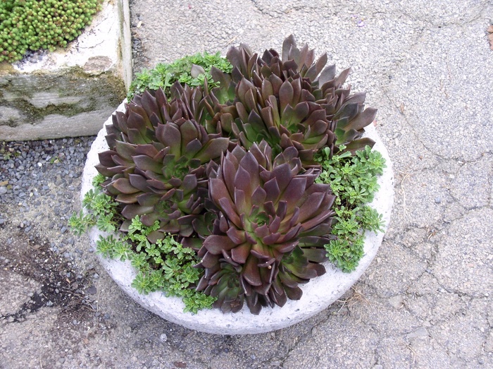 'Black Prince' - Echeveria shaviana from Roots Garden Center Inc