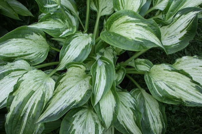 Hosta - Plantain Lily - Hosta 'Allegan Fog' from Roots Garden Center Inc
