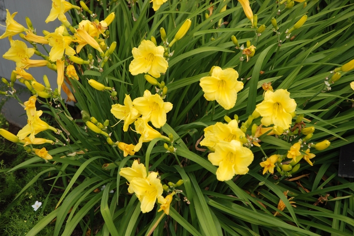 Daylily - Hemerocallis 'Happy Returns' from Roots Garden Center Inc