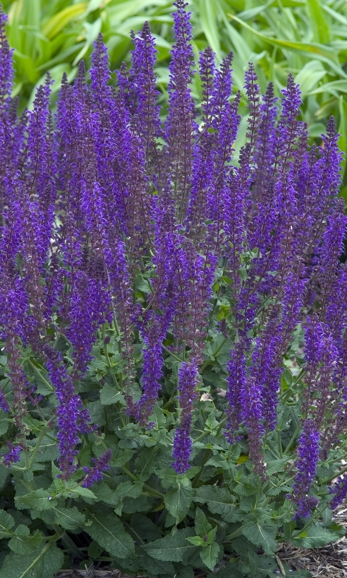 'May Night' Meadow Sage - Salvia x sylvestris from Roots Garden Center Inc