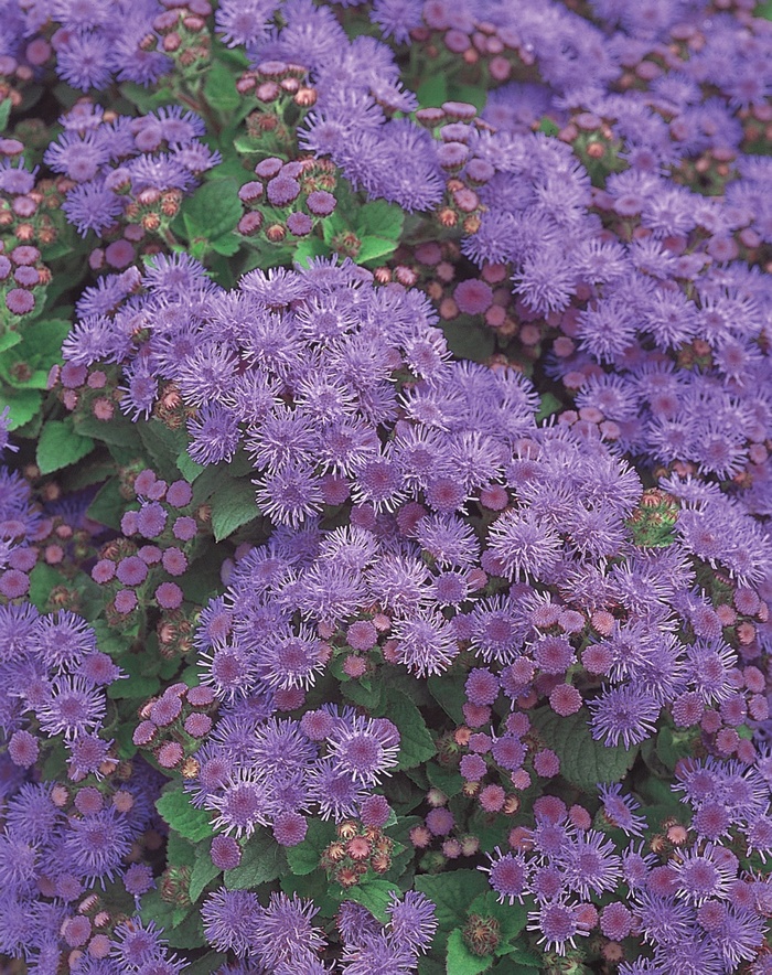 Artist® Alto Blue - Ageratum hybrid 'Artist Blue' from Roots Garden Center Inc