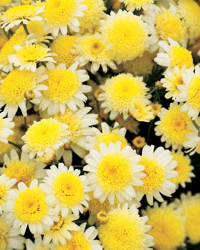 Courtyard® Buttercream - Argyranthemum frutescens from Roots Garden Center Inc