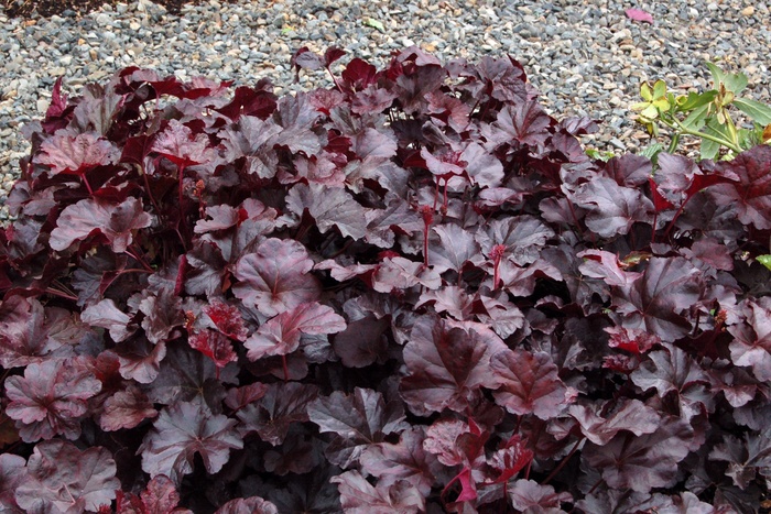 ''Obsidian'' Coral Bells - Heuchera from Roots Garden Center Inc