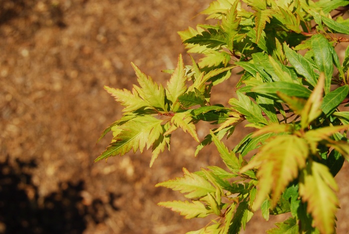 Angel's Dress - Acer palmatum 'Hagoromo' from Roots Garden Center Inc