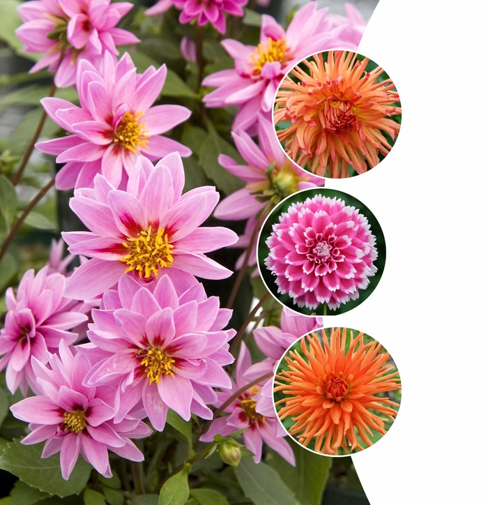Dahlia - Assorted Varieties from Roots Garden Center Inc