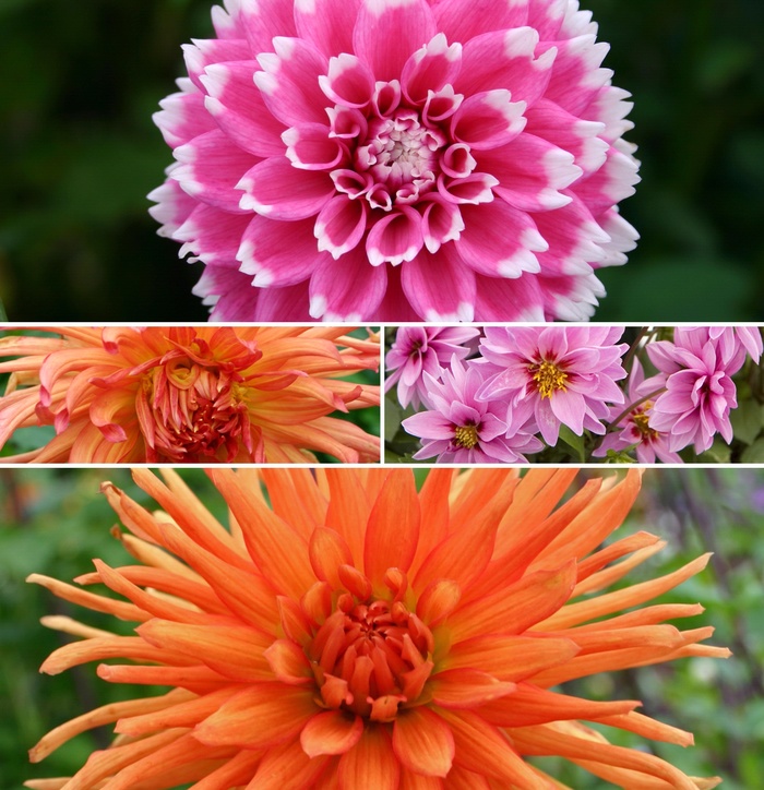 'Multiple Varieties' - Dahlia from Roots Garden Center Inc
