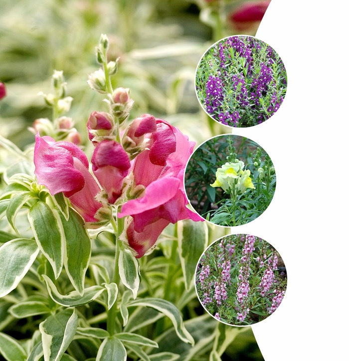 Assorted Snapdragon - Antirrhinum majus (Assorted Snapdragon) from Roots Garden Center Inc