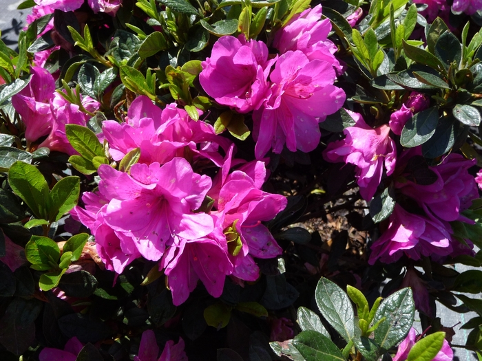 'Easter Morn' - Rhododendron hybrid from Roots Garden Center Inc