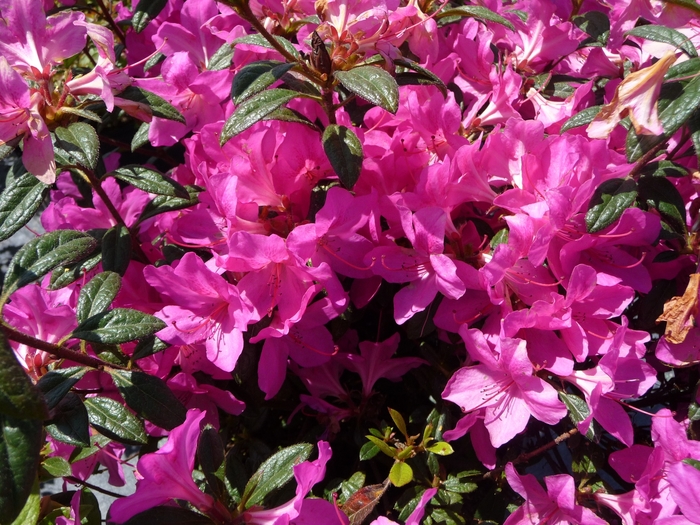 Encore® 'Autumn Amethyst' - Rhododendron (Azalea) from Roots Garden Center Inc