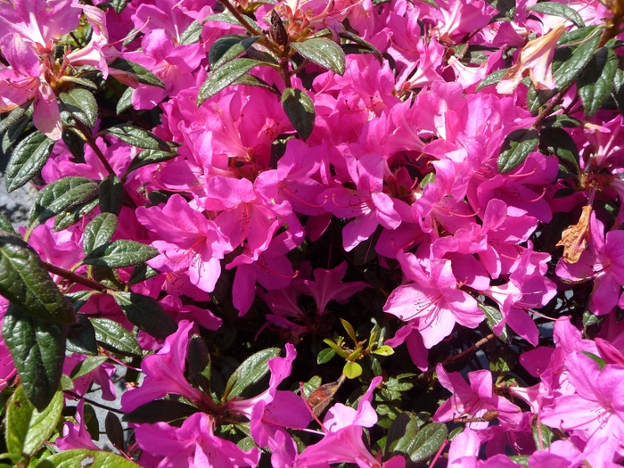 Encore® 'Autumn Amethyst®' - Rhododendron (Azalea) from Roots Garden Center Inc