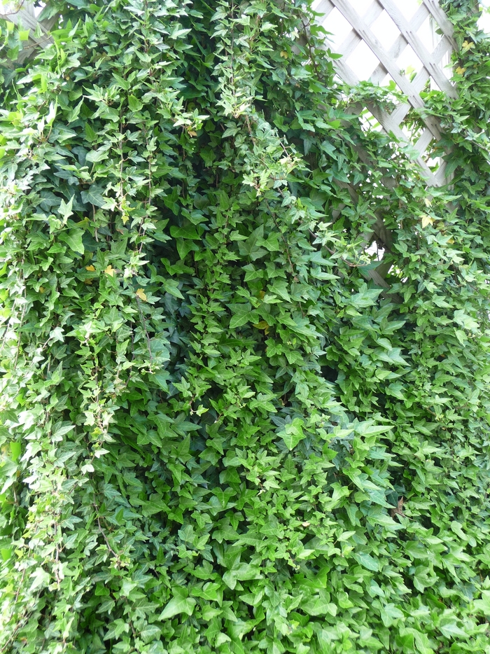 English Ivy - Hedera helix from Roots Garden Center Inc