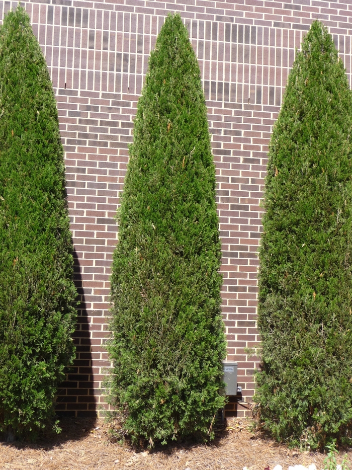 'Green Giant' - Thuja x from Roots Garden Center Inc