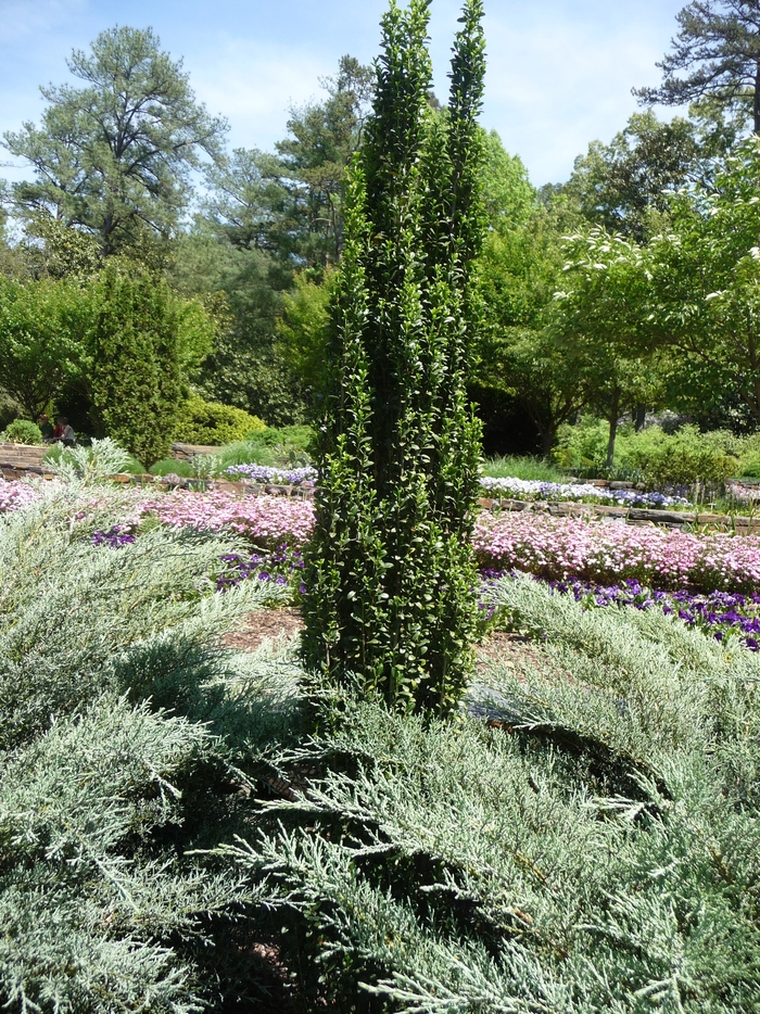 'Sky Pencil' Japanese Holly - Ilex crenata from Roots Garden Center Inc